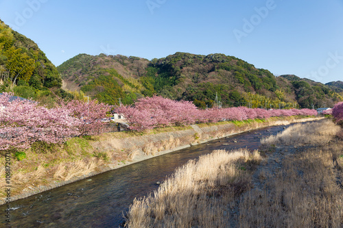 Sakura tree with river