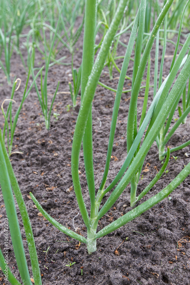 Obraz premium young green onions