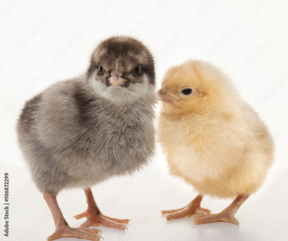 Obraz premium Small fluffy chickens