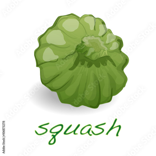 Scalloped custard squash  vector