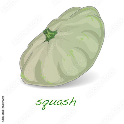 Scalloped custard squash  vector