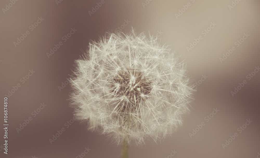 close up of Dandelion with abstract color and shallow focus
