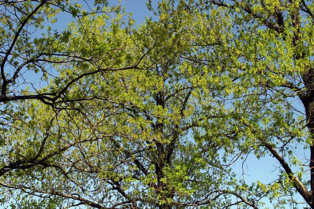 Crone of a tree with leaves early