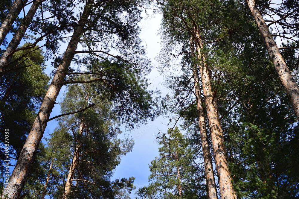 Fototapeta premium Upward view of old Pinus sylvestris trees - Scots pine trees - in clear day with blue sky