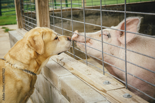 Dog and pig sniffing each other through fence