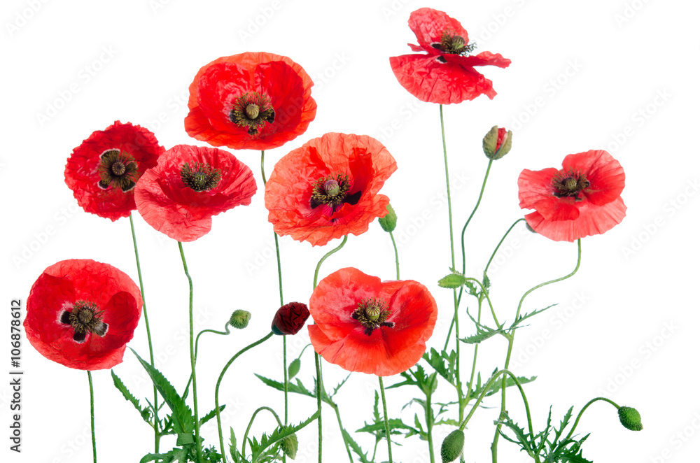 Fototapeta premium czerwone maki na białym tle