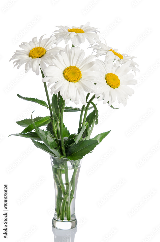 bouquet of daisies on white background