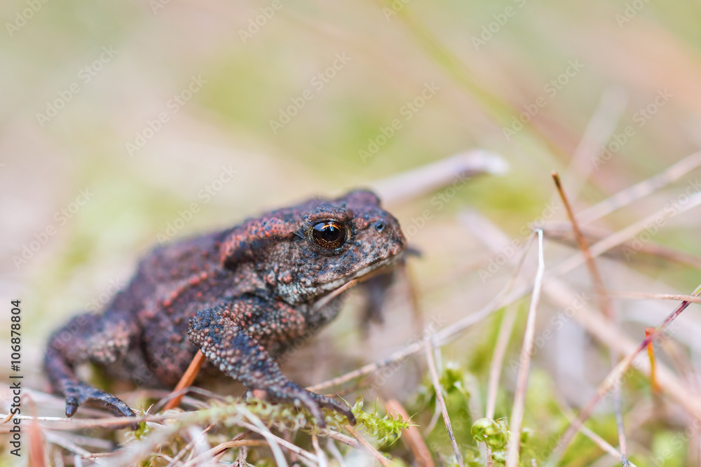 Fototapeta premium Common toad in grass