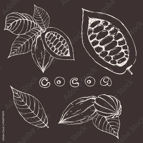 hand drawn ink cocoa beans. vector illustration of leaves and fruits of cocoa beans. Vector  eps 10 cocoa beans.