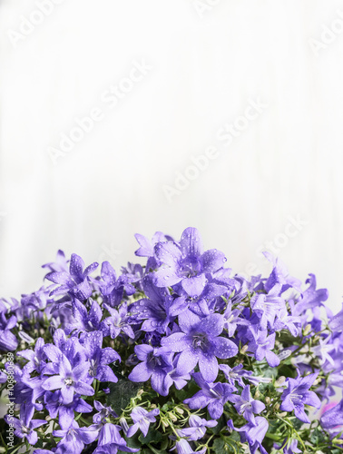 Purple bell campanula flowers on white wooden background  close up  border