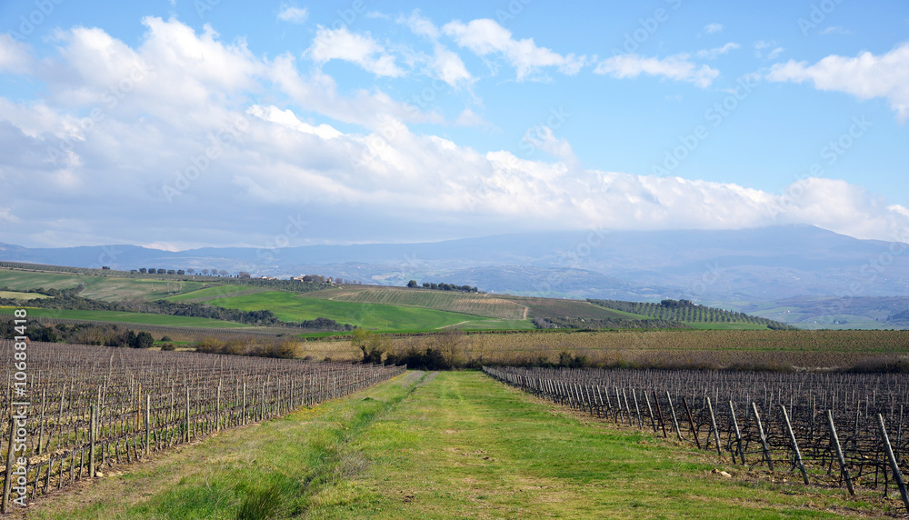 Fototapeta premium panorama di campagna con vigneto