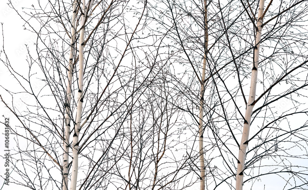 Obraz premium birch trees without leaves