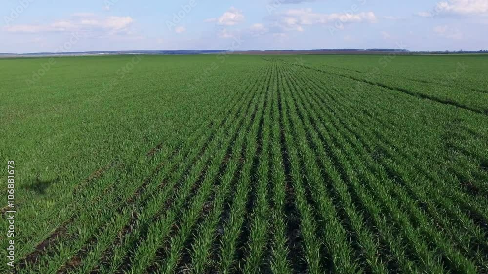 Wonderful aerial view of fields of young wheat. 4K Wonderful aerial view of fields of young wheat. 4K