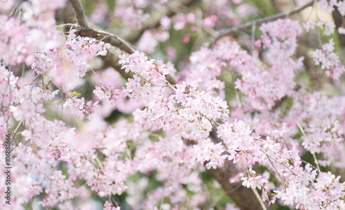 日本の桜の花　シダレザクラのクローズアップ