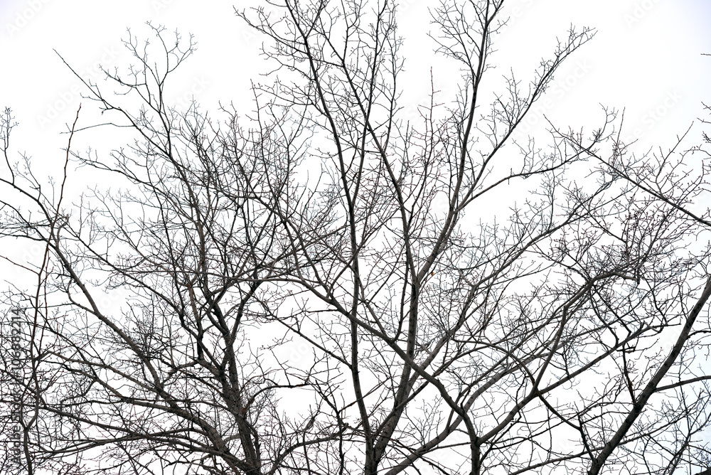 trees without leaves trees without leaves