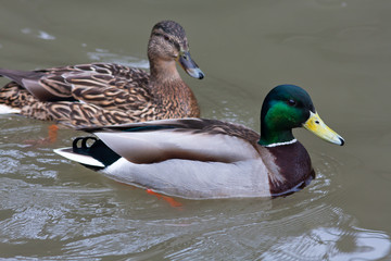drake and female of mallard ducks on the water