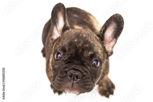 French bulldog with white background © marconeves216