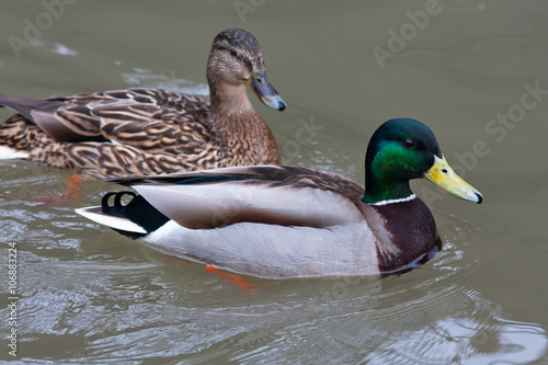 Fototapeta drake and female of mallard ducks on the water