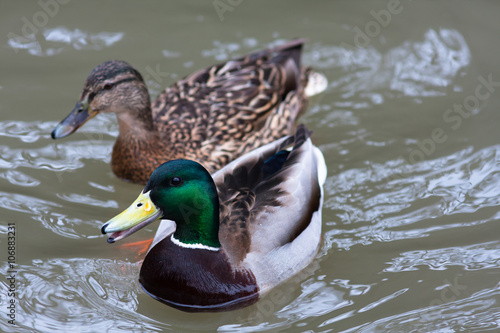 drake and female of mallard ducks