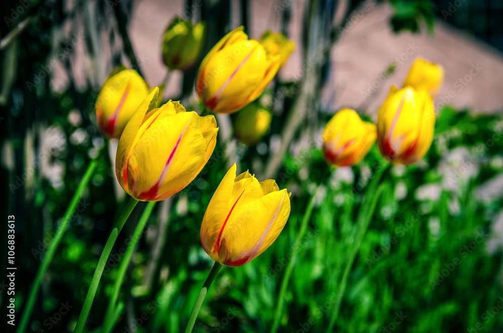 Obraz premium Yellow tulips