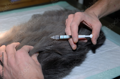 Consultation chez le vétérinaire  ; examen général ; vaccination ; pose de puce électronique ; tatouage ; vaccin ; stérilisation 
