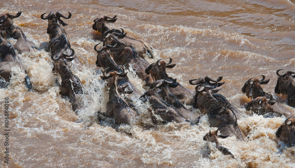 Obraz premium Wildebeests are crossing Mara river. Great Migration. Kenya. Tanzania. Masai Mara National Park. An excellent illustration.
