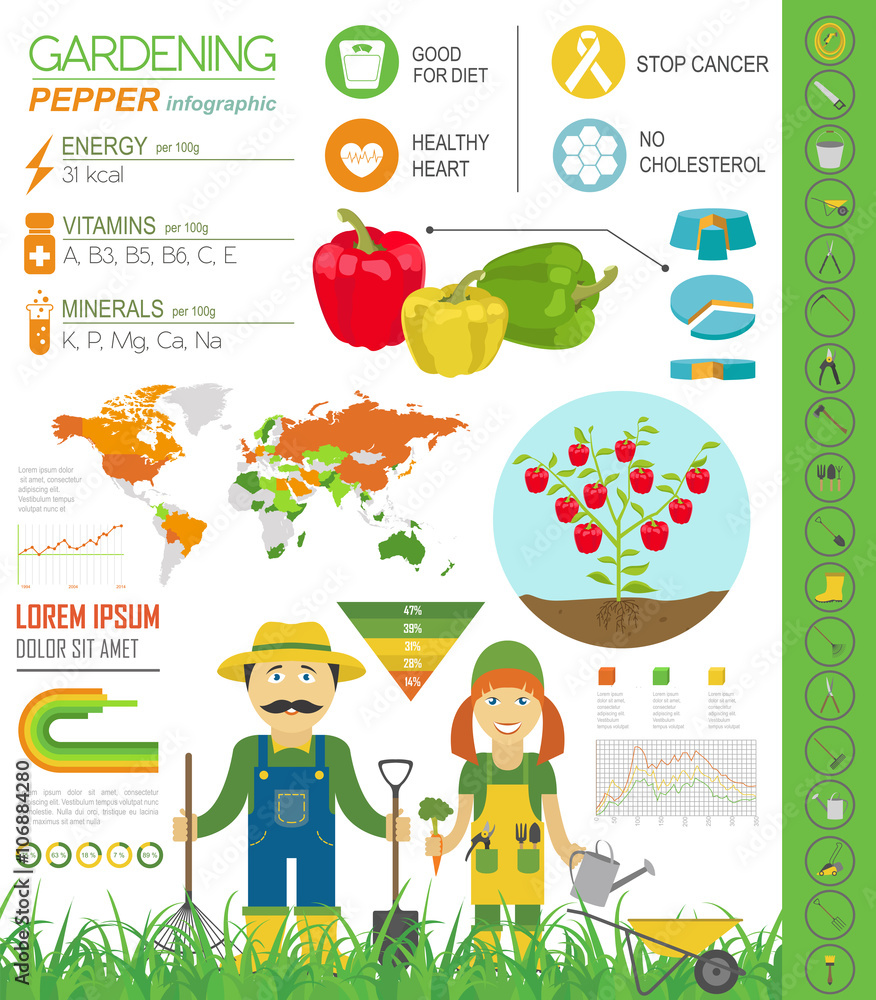 Gardening work, farming infographic.Sweet pepper. Graphic templa