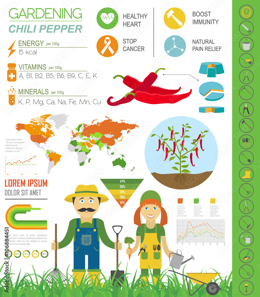 Gardening work, farming infographic.Chili pepper. Graphic templa