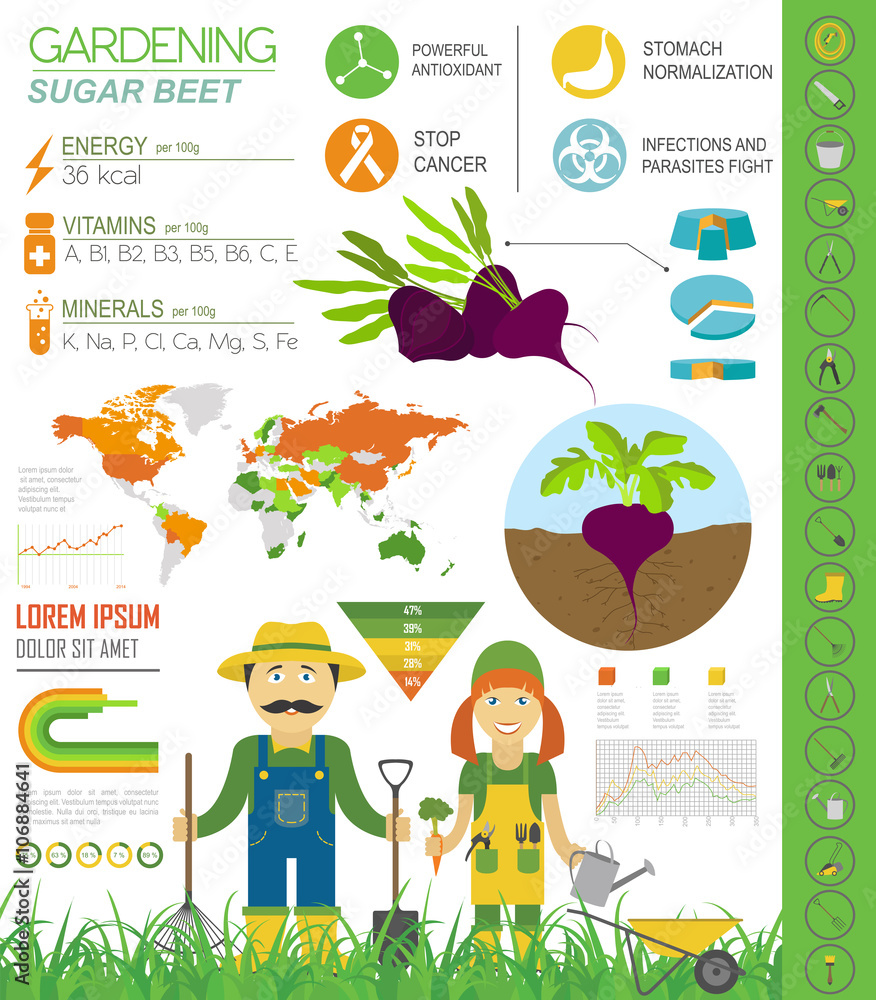 Gardening work, farming infographic. Sugar beet. Graphic templat