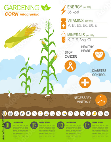 Gardening work, farming infographic. Corn. Graphic template. Fla