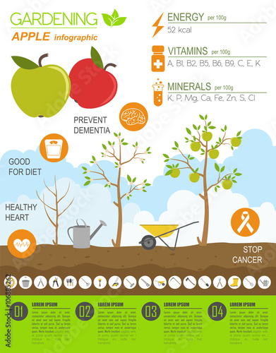 Gardening work, farming infographic. Apple. Graphic template. Fl