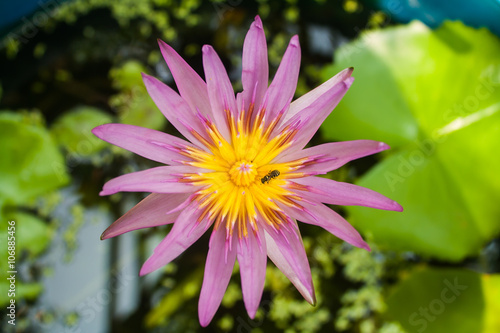 Lotus