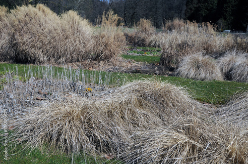 Dry grasses from last year in early spring before the new growth