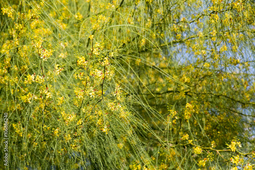 Ratama or Parkinsonia aculeata, Jerusalem thorn,  is a species of perennial flowering tree in the pea family in Barcelona, Spain. photo