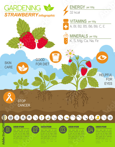 Gardening work, farming infographic. Strawberry. Graphic templat