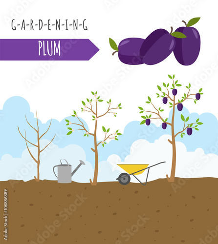 Gardening work, farming. Plum. Graphic template. Flat style desi