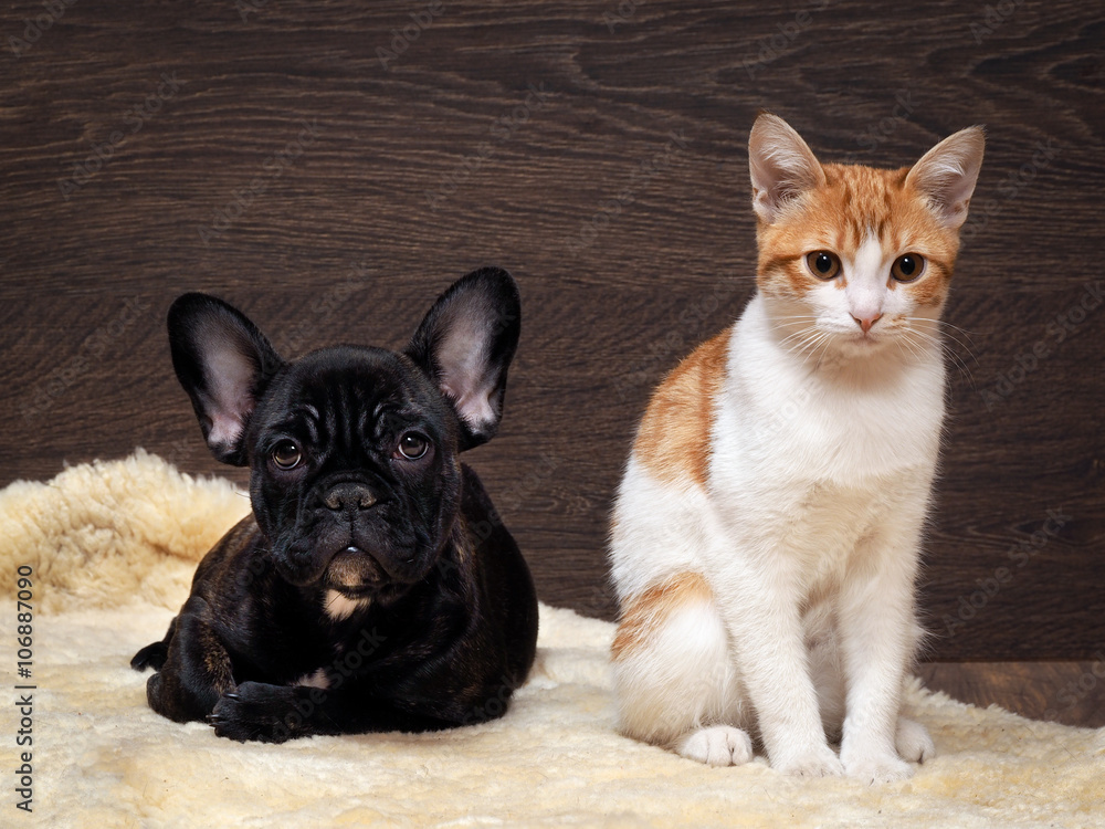Cat and dog together. Kitten white with red. The dog french bulldog puppy. Black Dog. Background wood. 