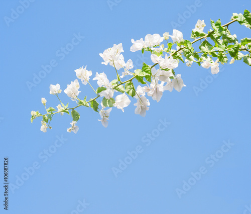 White blooming bougainvilleas against the light blue sky.