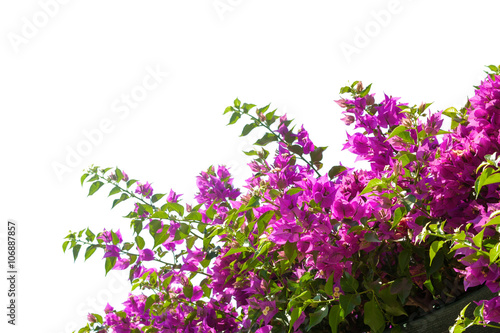 Blooming bougainvilleas isolated on white background photo