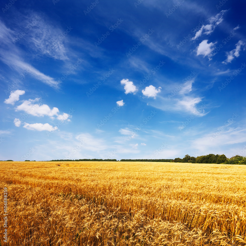 field with ripe wheat and blue sky