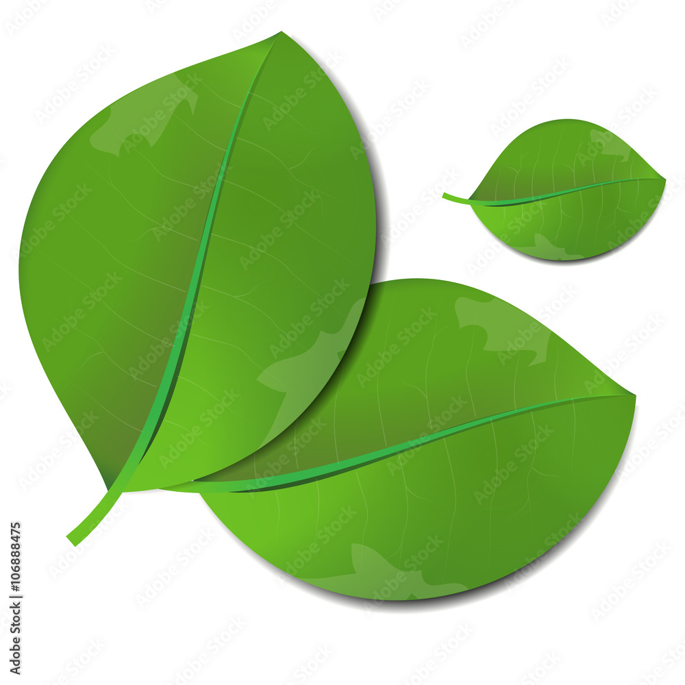 Leaves on white background. Vector art.