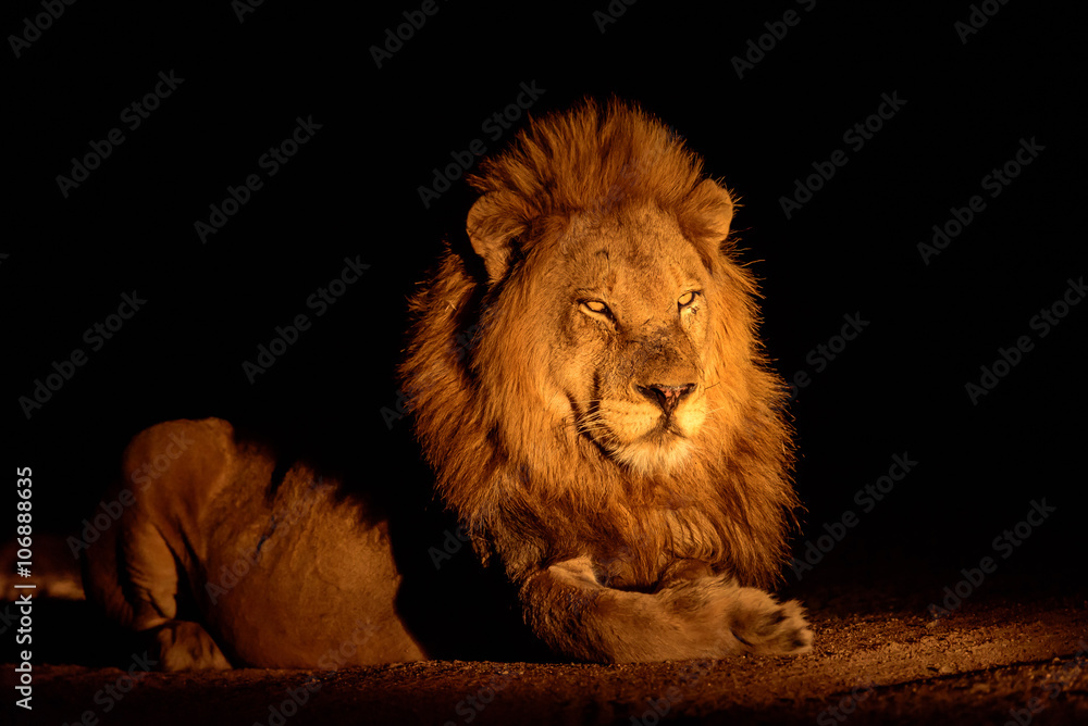 Naklejka premium Handsome male lion at night