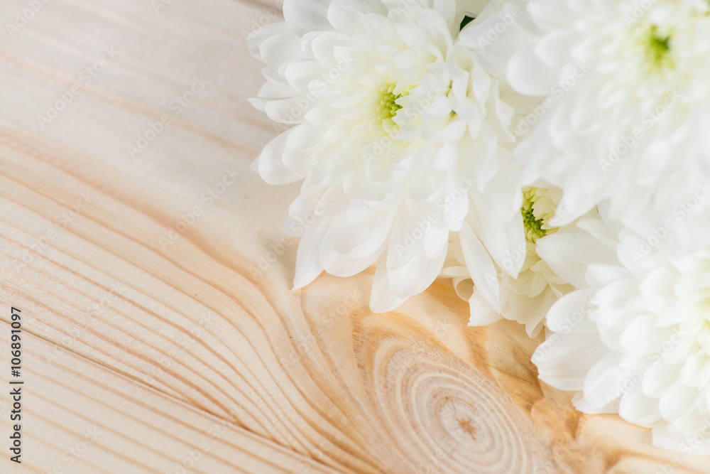 white chrysanthemum on a wooden background white chrysanthemum on a wooden background