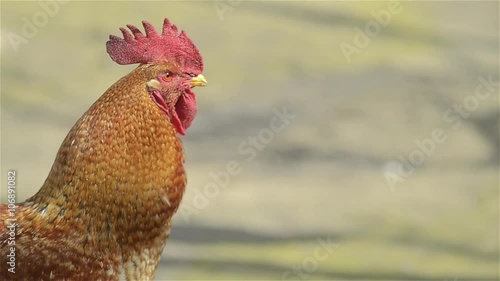 rooster crows screaming