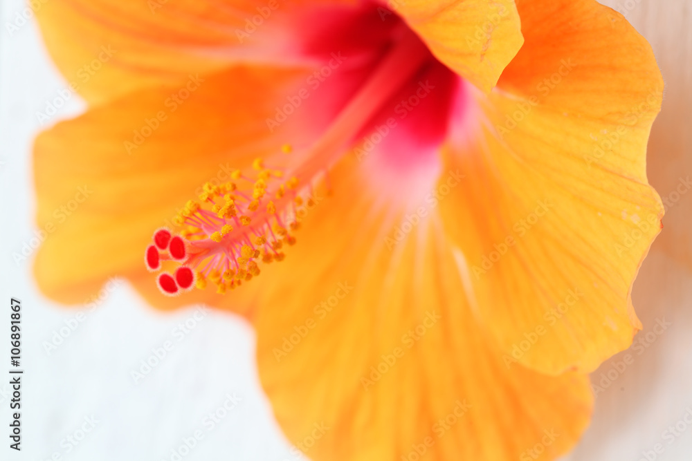 close up of hibiscus flower