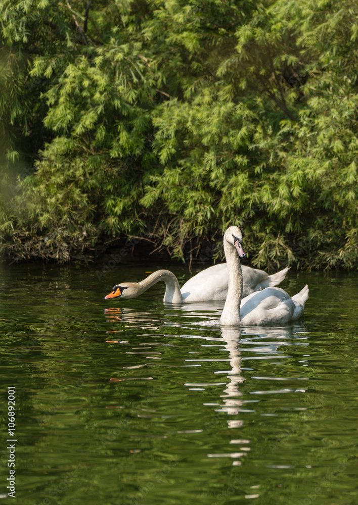 swimming swan swimming swan