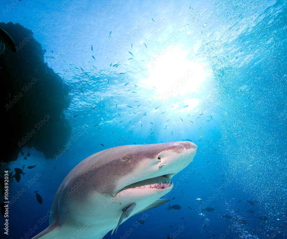 Fototapeta premium Lemon Shark and school of fish