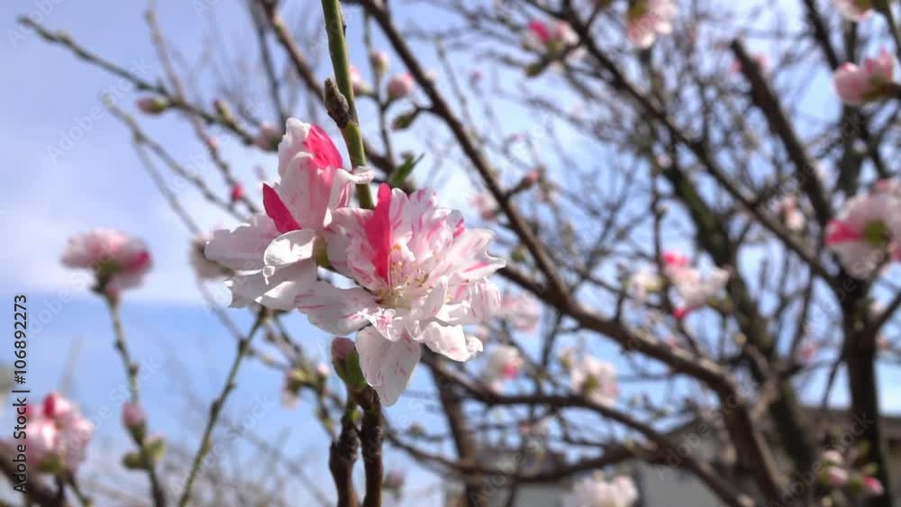 桜の花・スローモーション・4K_4-105