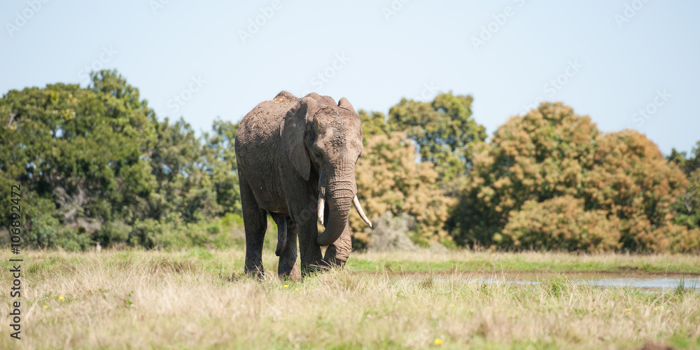 Elefant am Wasserloch an der Garden Route
