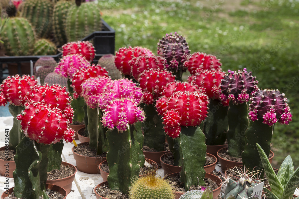Sale graft green and red cactus on the market